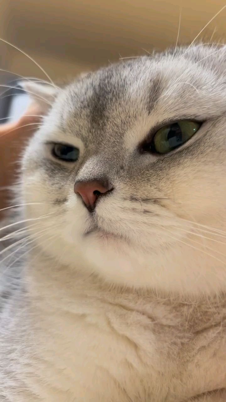 猫咪呕吐后应该禁食多久？