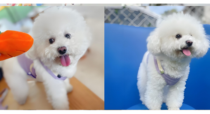 我家的“智慧担当”毛绒绒外表下的比熊犬