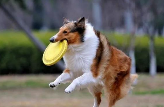 苏格兰牧羊犬接飞盘