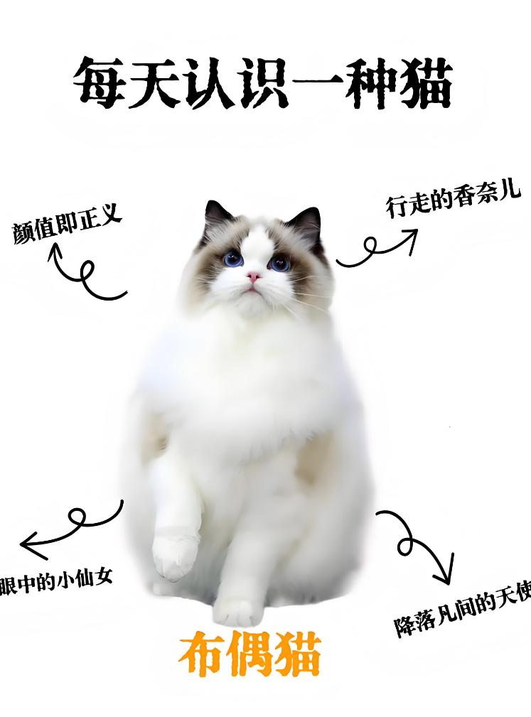 布偶猫糖糖的治愈日常