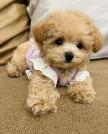 别忽视!狗狗翻垃圾桶的 5 大隐藏坏处,不仅脏还可能危及生命