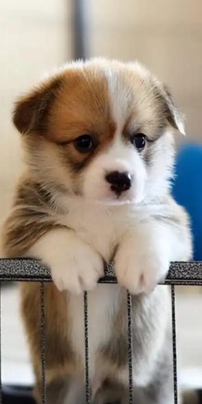 适合幼犬玩的玩具