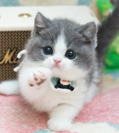 英短吃水果和蔬菜的量应该如何控制？