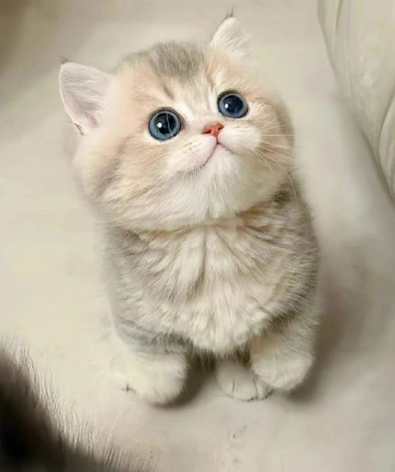 30 天大的小猫，每天该怎么照顾？铲屎官超全护理指南​