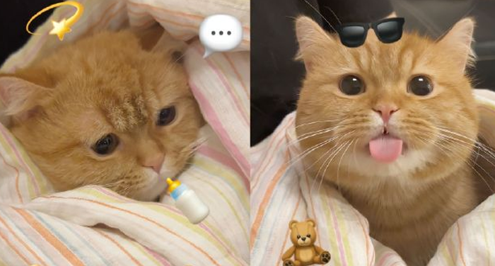 猫猫