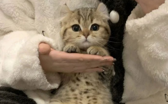 猫咪打疫苗要注意什么事项？这些关键点别忽视！