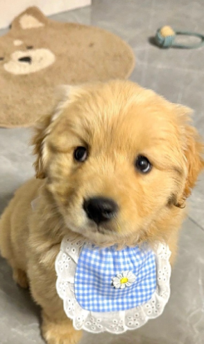 3 个月金毛排便训练：3 步定频 + 定点 + 奖励，1 周见效不费劲