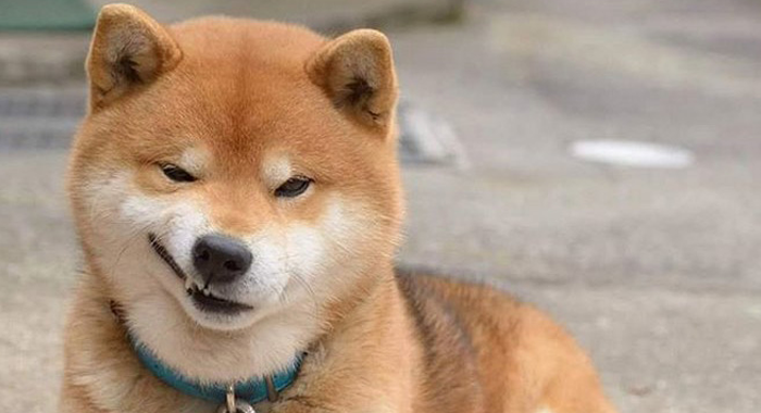 柴犬的快乐密码