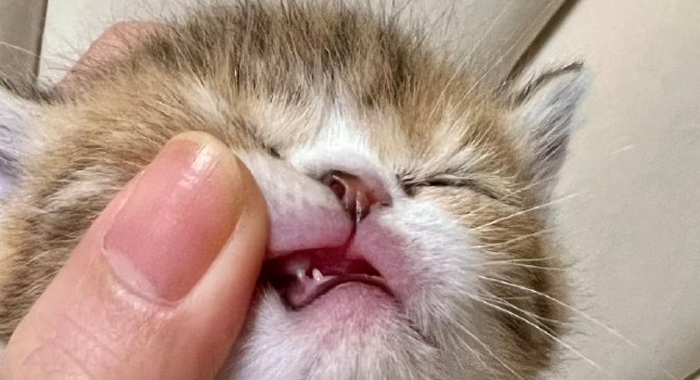 猫咪换牙全攻略