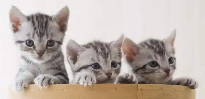 猫咪总爱出门乱跑?5招轻松解决！