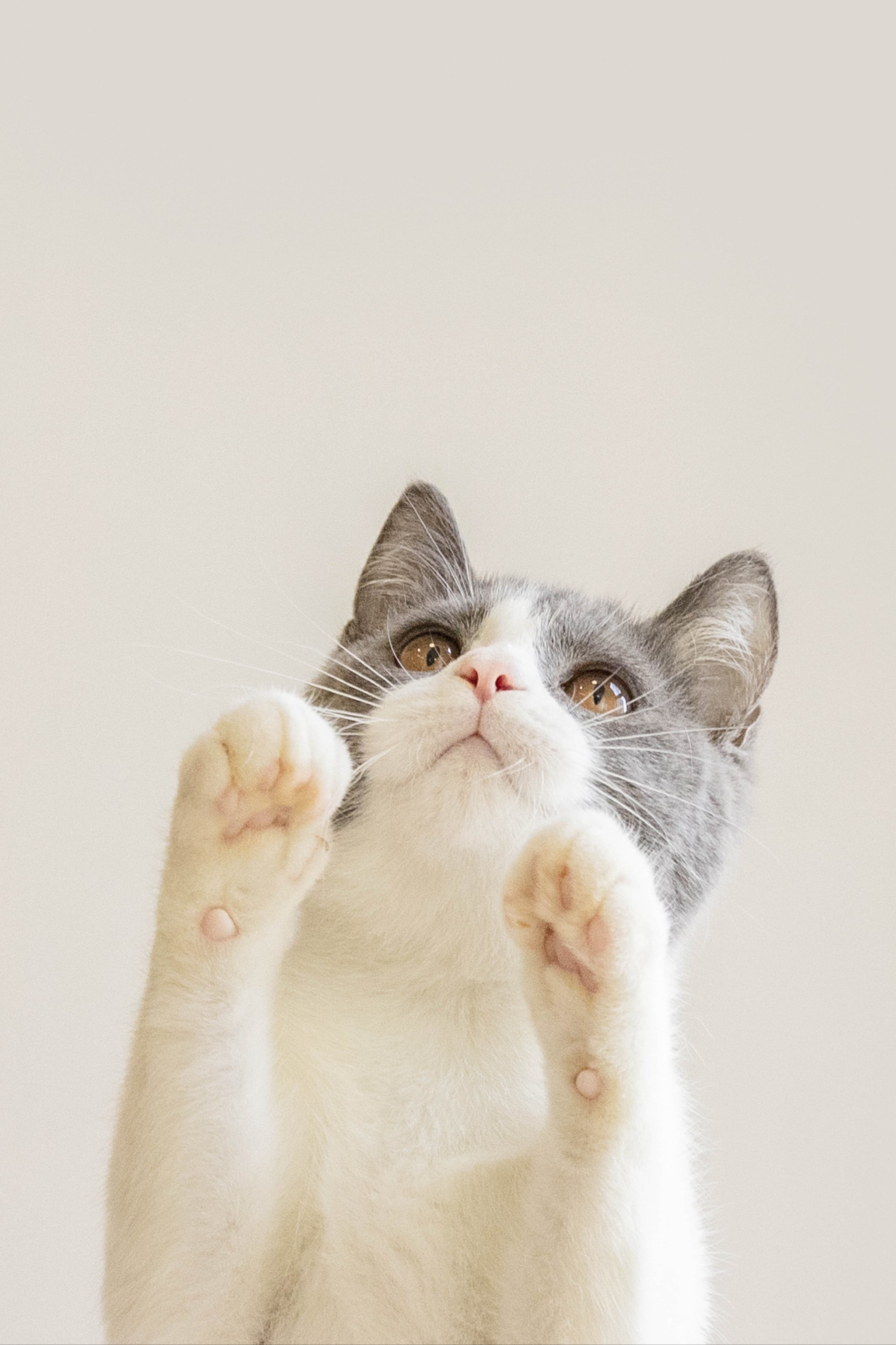 盘点 5 大养猫的理由，看完想立刻 “吸猫”！