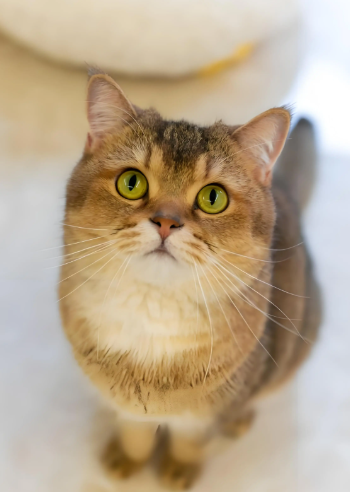 英国短毛猫饲养全攻略：从饮食到健康，教你科学养好英短​