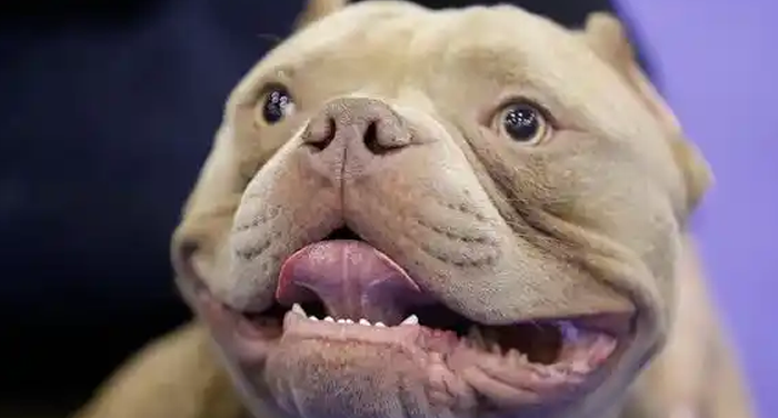 解读恶霸犬性格特点