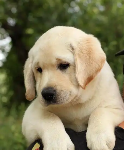 拉布拉多幼犬驱虫时间表：体内外分开做，3 个阶段 + 4 个操作要点，新手不踩坑