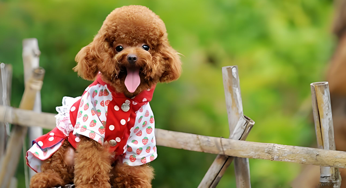 泰迪咬人别打骂3 步纠正训练 2 个关键原则让它变温顺不张嘴