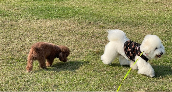 老年犬遛弯全攻略:这些细节藏着对 TA 的温柔呵护​