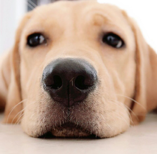 拉布拉多除味：3 大异味源头 + 5 个高效方法，告别 “狗味” 养出清爽犬