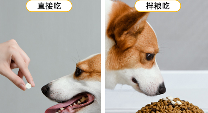 狗狗喂药难题破解指南:多种实用方法轻松应对