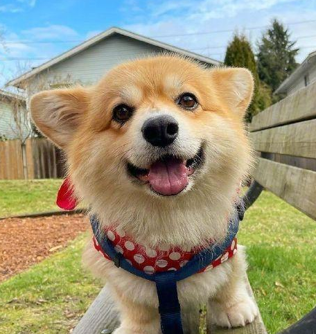 资深铲屎官总结的实用建议,如何挑选柴犬