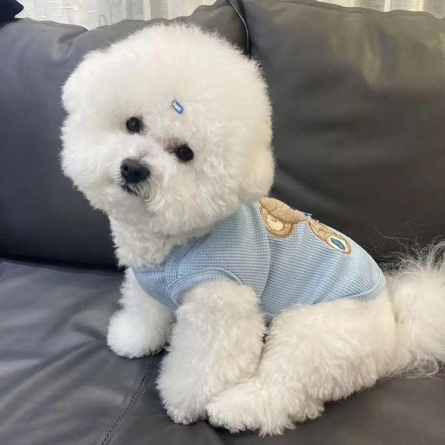 我家的“智慧担当”毛绒绒外表下的比熊犬 我家的“智慧担当”毛绒绒外表下的比熊犬