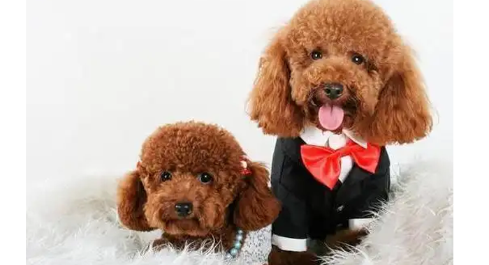 控制泰迪犬零食量的 5 个实用方法,不发胖还能保持训练动力​