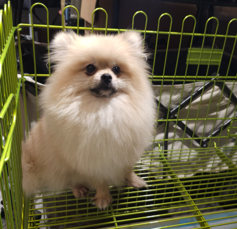 除了牙齿，博美还能靠这 3 个特征判断年龄！从毛发到神态，新手也能快速估算