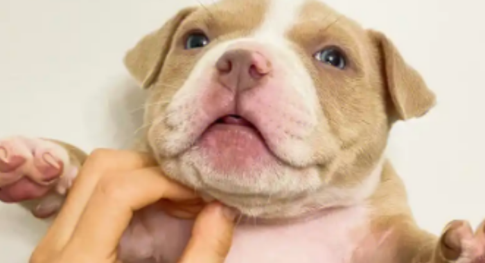 小恶霸犬