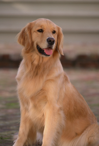 公金毛有没有必要绝育？从健康、行为、寿命 3 个维度分析，建议优先考虑