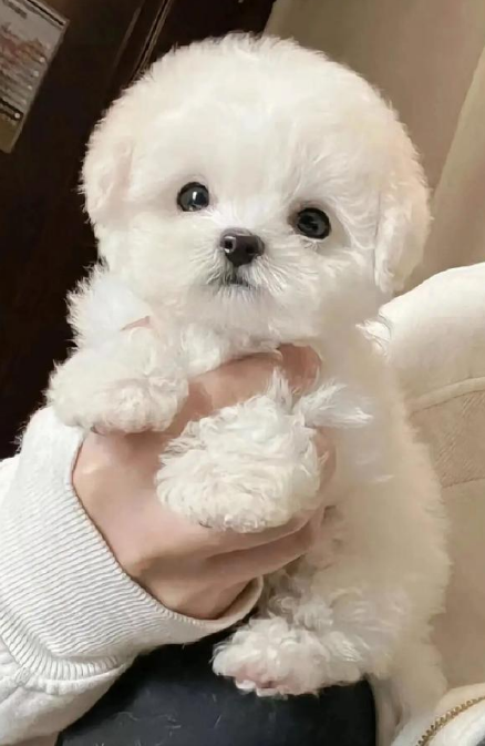 比熊犬: 比熊犬: 棉花糖的治愈哲学
