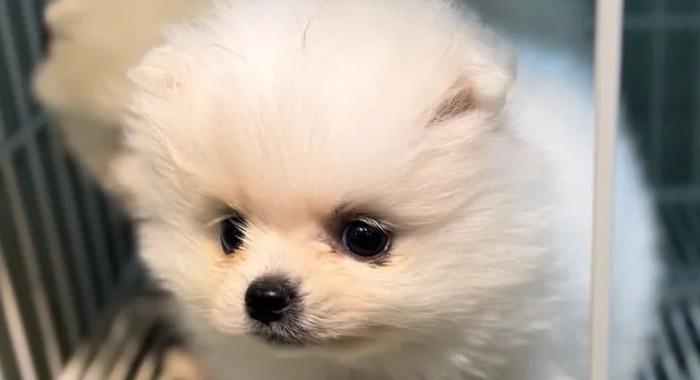 博美小天使相处的细碎时光