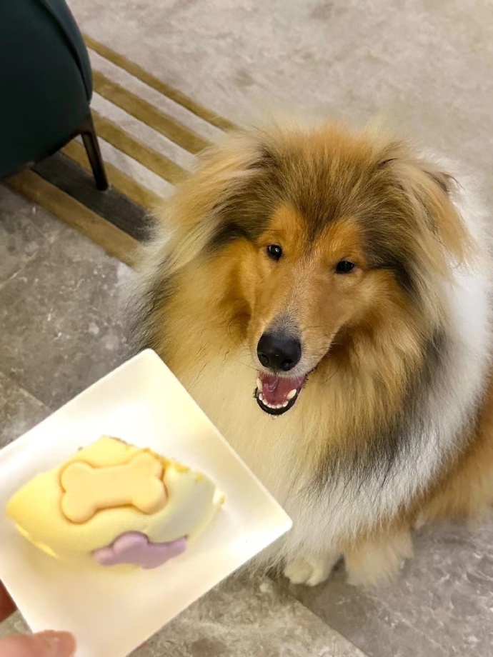 提升苏格兰牧羊犬服从性的具体训练方法