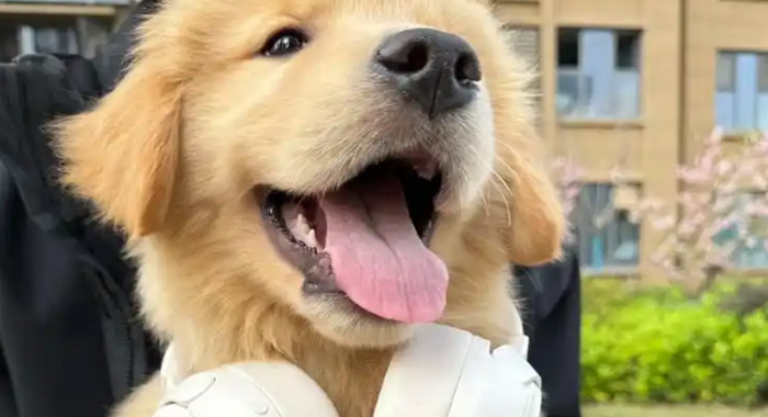  身边的阳光暖男-金毛寻回犬