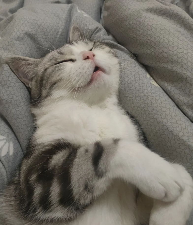 铲屎官必看!猫咪驱虫全指南,守护猫猫健康​