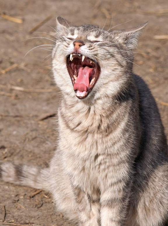 猫咪换牙全攻略:换哪几颗牙?如何科学呵护？
