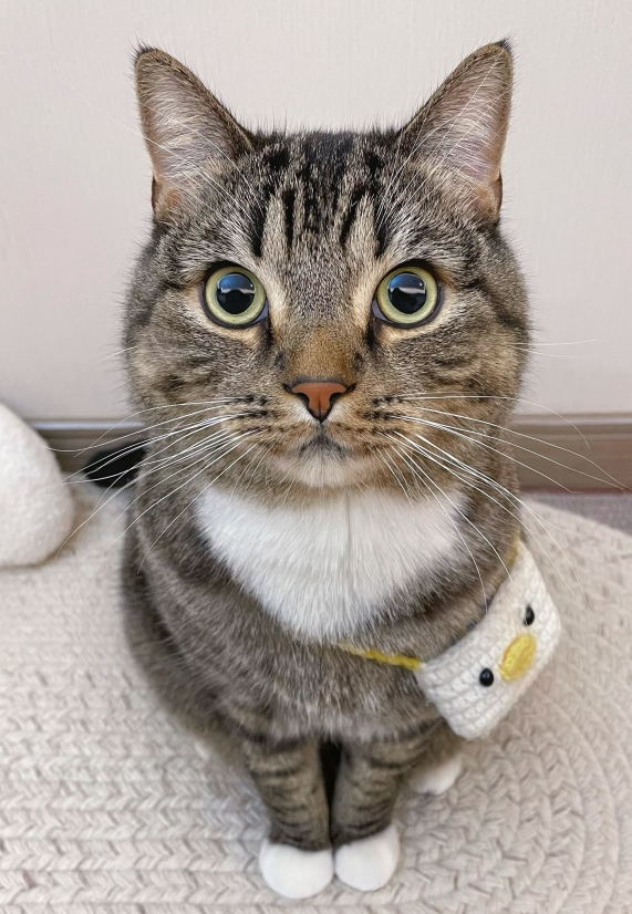 猫咪总爱出门乱跑?5招轻松解决！